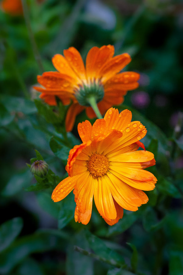 Ingredient spotlight: The skincare benefits of calendula - Jennifer Young