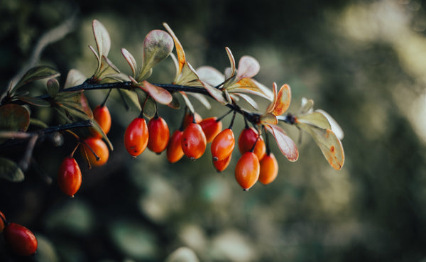 Ingredient spotlight: the skincare benefits of rosehip oil - Jennifer Young